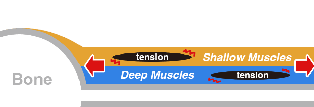 deep muscles