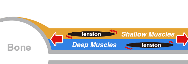 deep muscles